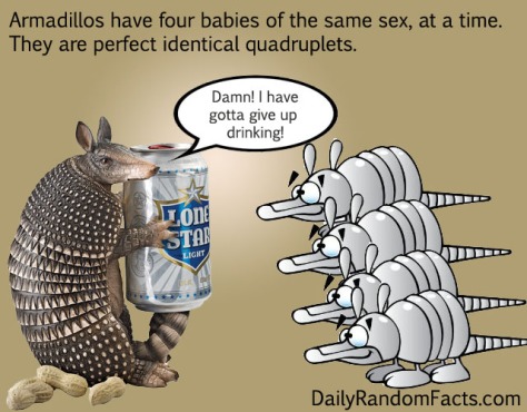 awesome-animal-facts-008-armadillo-fact