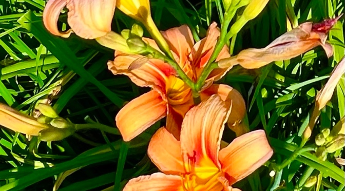 A day for daylilies.