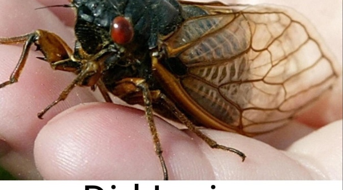 The one where I blog about cicada pee.
